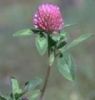 Supply Red Clover Extraction
